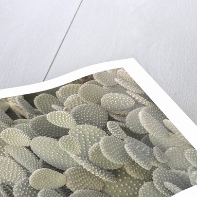 Cactus plant by Assaf Frank